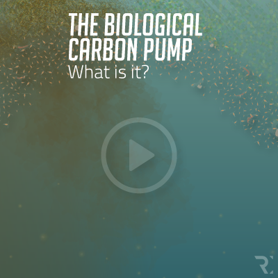 THE BIOLOGICAL CARBON PUMP: WHAT IS IT?