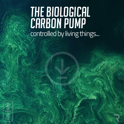 (6/8)-THE BIOLOGICAL CARBON PUMP